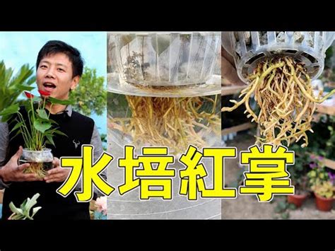 粉掌風水|【粉掌風水】粉掌風水：寓意、功效、最佳擺放，與紅掌哪個好？。